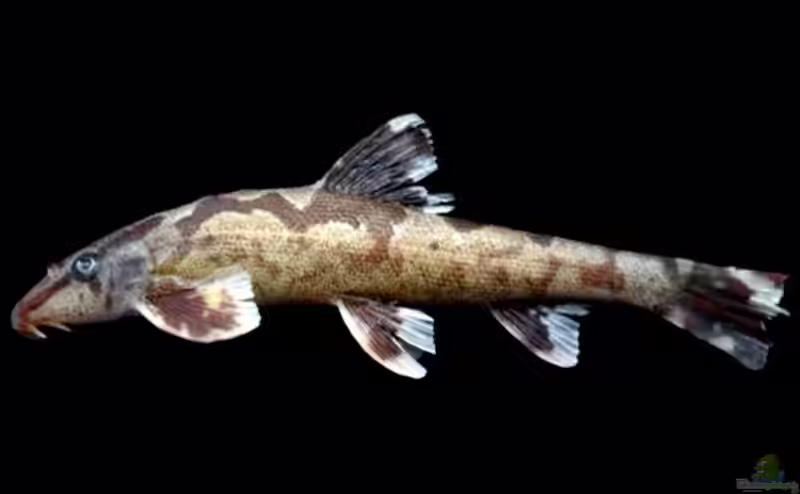 Homaloptera bilineata im Aquarium halten (Einrichtungsbeispiele für Homaloptera bilineata)