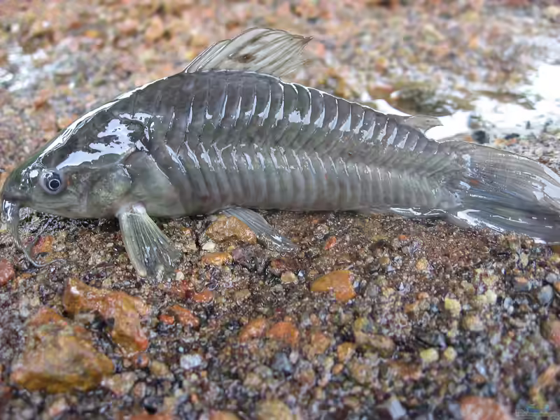 Hoplosternum littorale im Aquarium halten (Einrichtungsbeispiele für Schwarzer Schwielenwels)