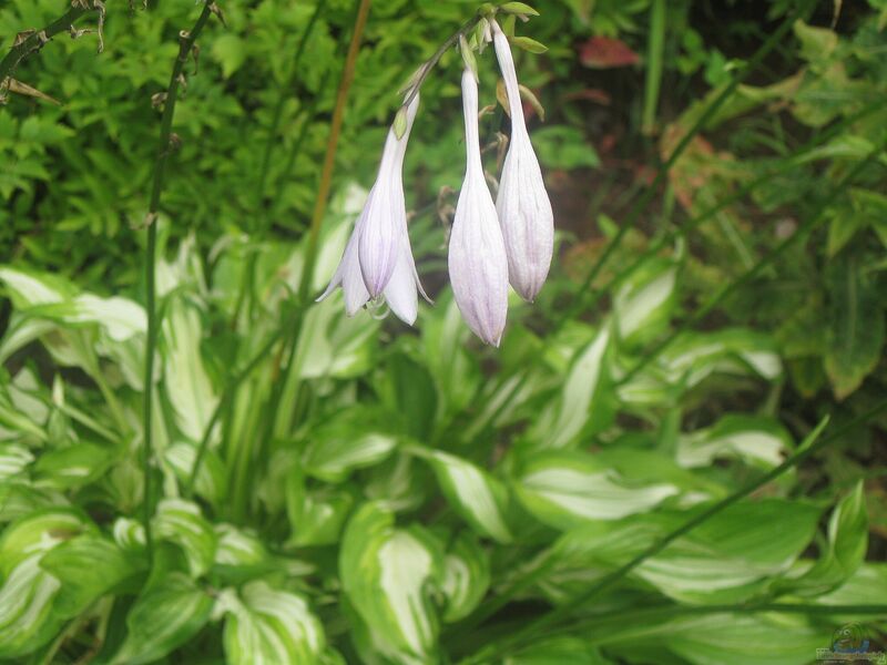 Hosta sieboldii am Gartenteich pflanzen (Einrichtungsbeispiele mit Schmalblättrige Funkie)