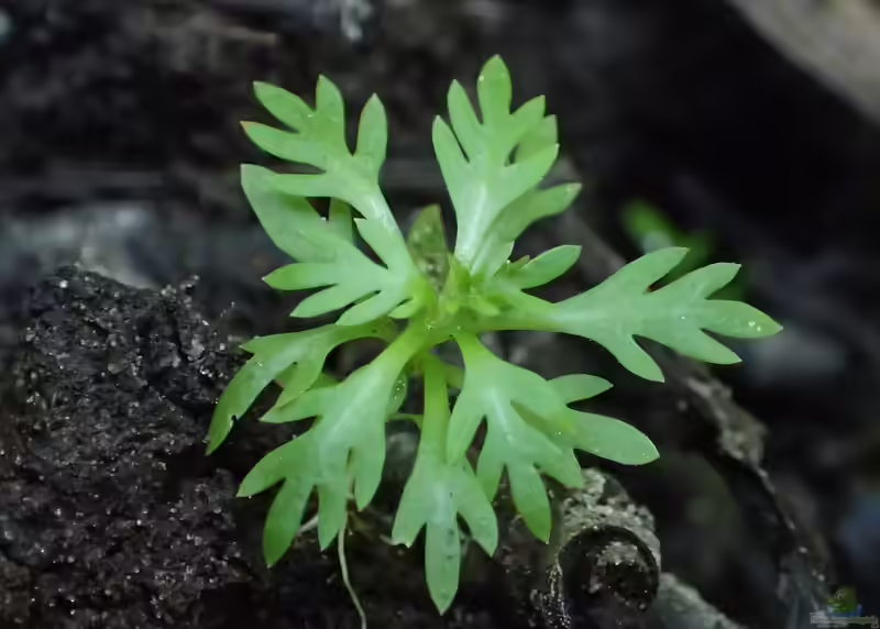 Hottonia palustris im Aquarium pflegen (Einrichtungsbeispiele für Wasserfeder)