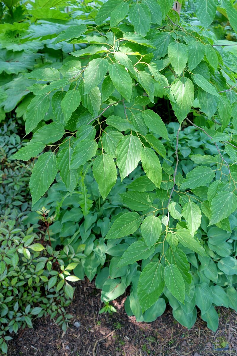 Hovenia dulcis im Garten pflanzen (Einrichtungsbeispiele mit Japanischer Rosinenbaum)