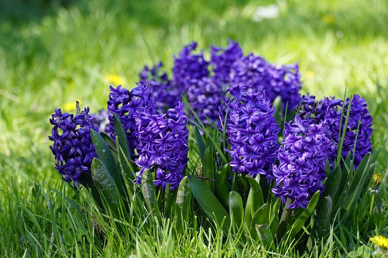 Hyazinthen im Garten pflanzen (Einrichtungsbeispiele mit Hyacinthus-Arten)