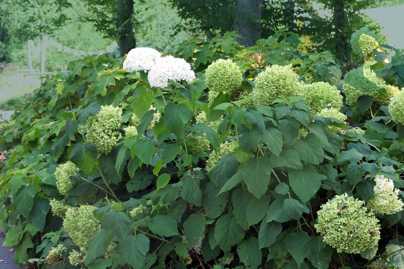 Hydrangea arborescens im Garten pflanzen (Einrichtungsbeispiele mit Ballhortensie)