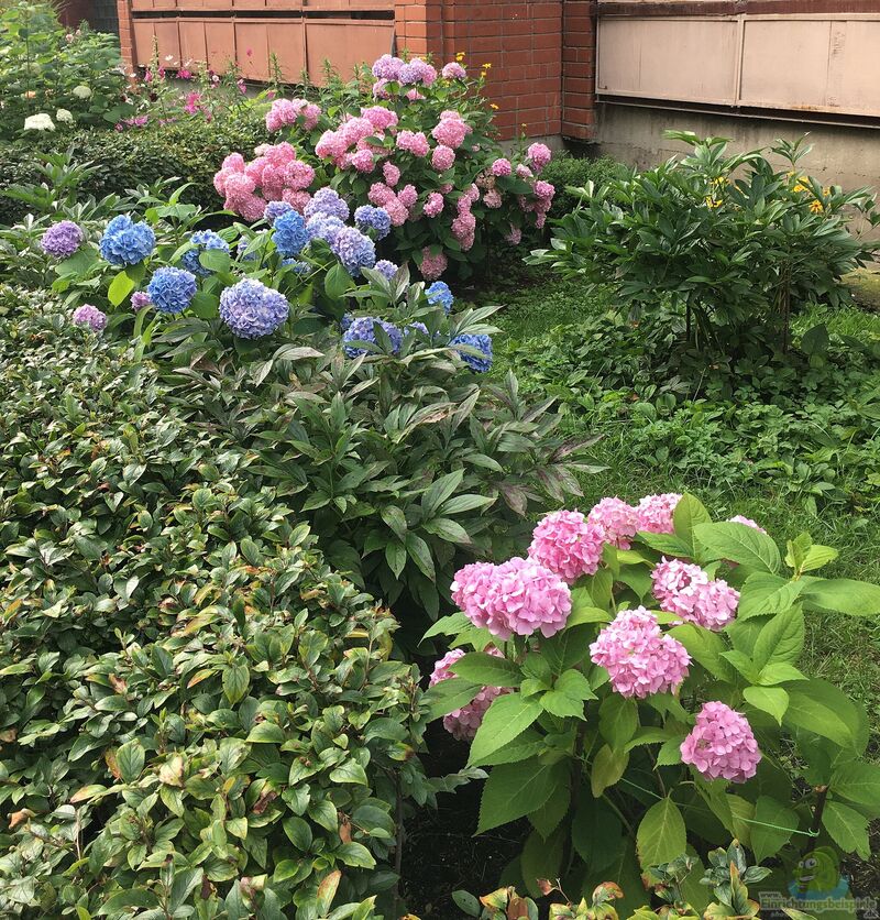 Hydrangea macrophylla im Garten pflanzen (Einrichtungsbeispiele mit Gartenhortensie)