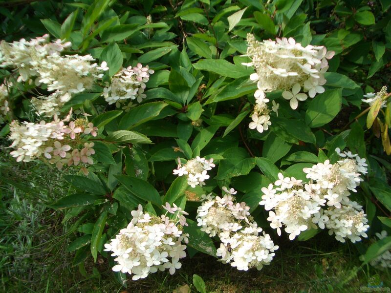 Hydrangea paniculata im Garten pflanzen (Einrichtungsbeispiele mit Rispen-Hortensie)