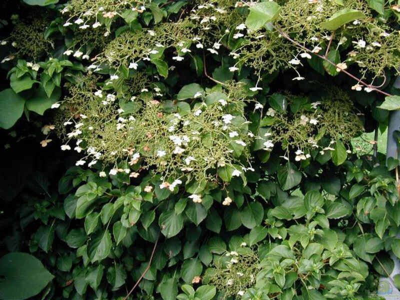 Hydrangea petiolaris im Garten pflanzen (Einrichtungsbeispiele mit Kletter-Hortensie)