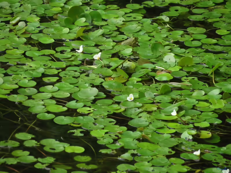 Hydrocharis morsus-ranae im Gartenteich (Einrichtungsbeispiele mit Europäischer Froschbiss)