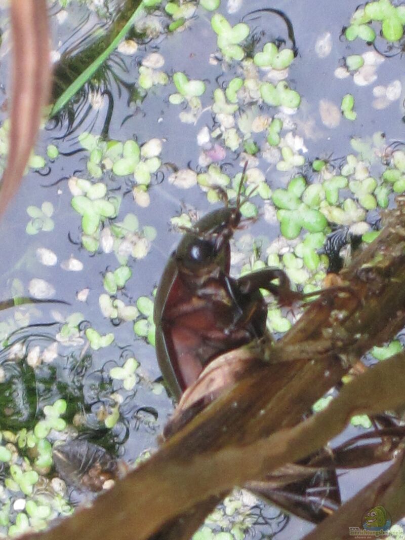 Hydrophilus piceus am Gartenteich (Einrichtungsbeispiele mit Blatthornkäfer)