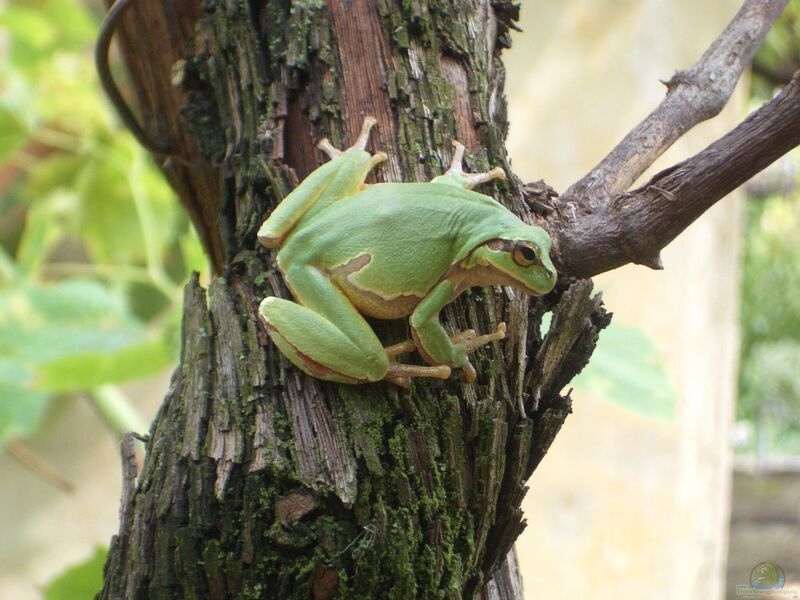 Hyla arborea im Garten (Einrichtungsbeispiele mit Europäischer Laubfrosch)