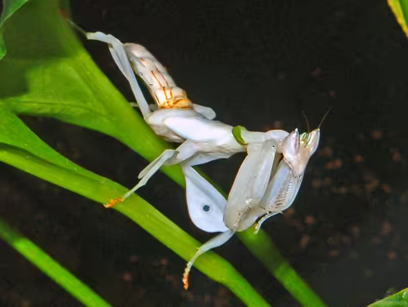 Hymenopus coronatus im Terrarium halten (Einrichtungsbeispiele für Orchideenmantis)
