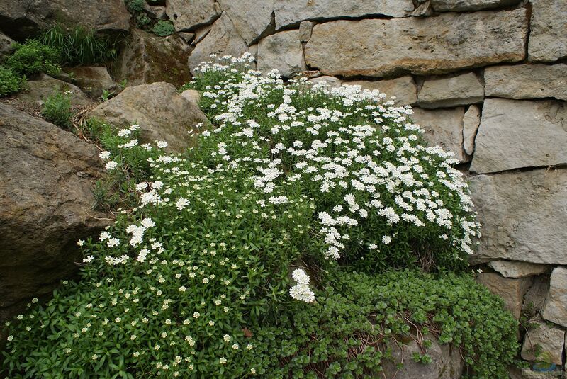 Iberis sempervirens im Garten pflanzen (Einrichtungsbeispiele mit Immergrüne Schleifenblume)