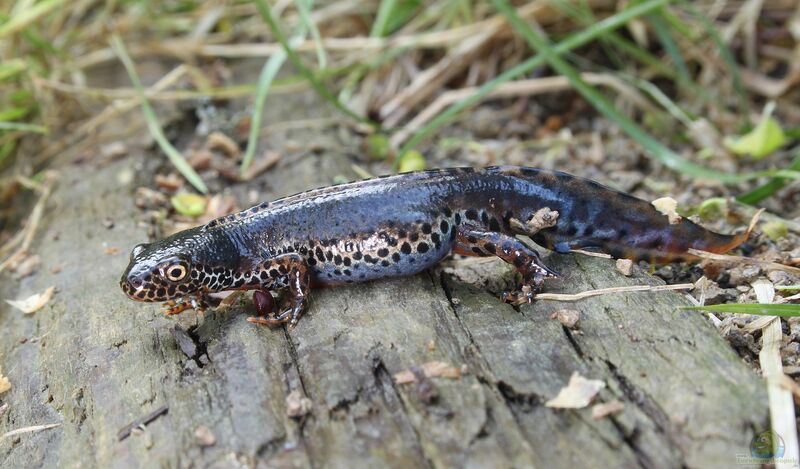 Ichthyosaura alpestris im Garten (Einrichtungsbeispiele mit Bergmolch)