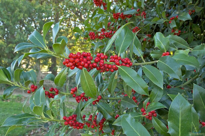 Ilex aquifolium im Garten pflanzen (Einrichtungsbeispiele mit Stechpalme)