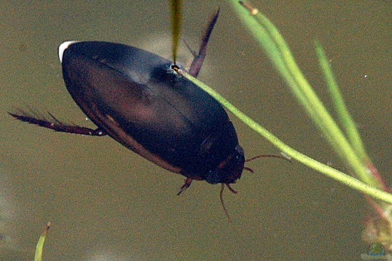 Ilybius im Gartenteich (Einrichtungsbeispiele mit Schlammschwimmer)