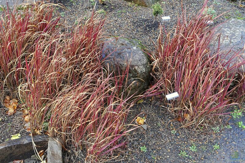 Imperata cylindrica am Gartenteich pflanzen (Einrichtungsbeispiele mit Japanisches Blutgras)