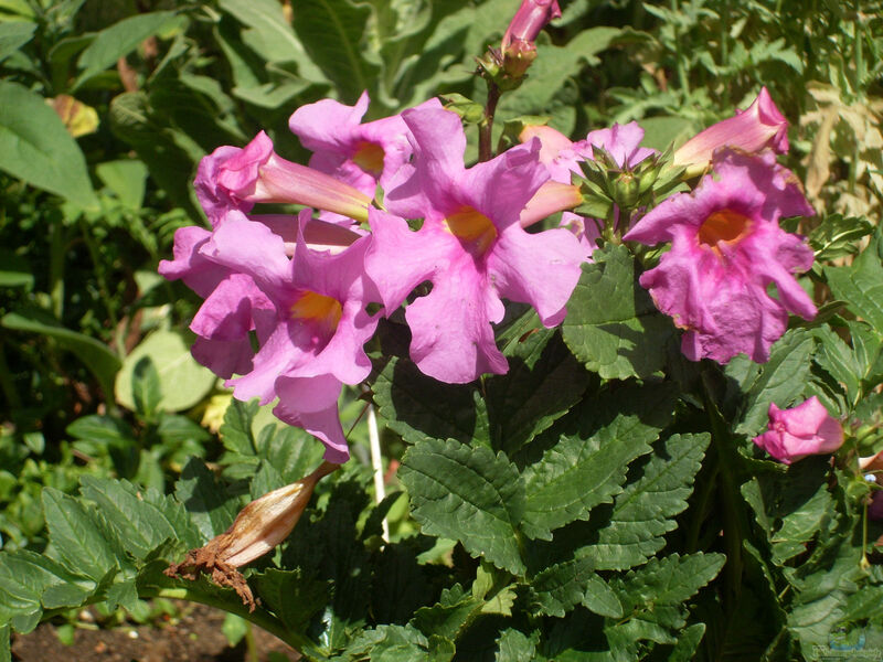 Incarvillea delavayi am Gartenteich pflanzen (Einrichtungsbeispiele mit Freilandgloxinie)