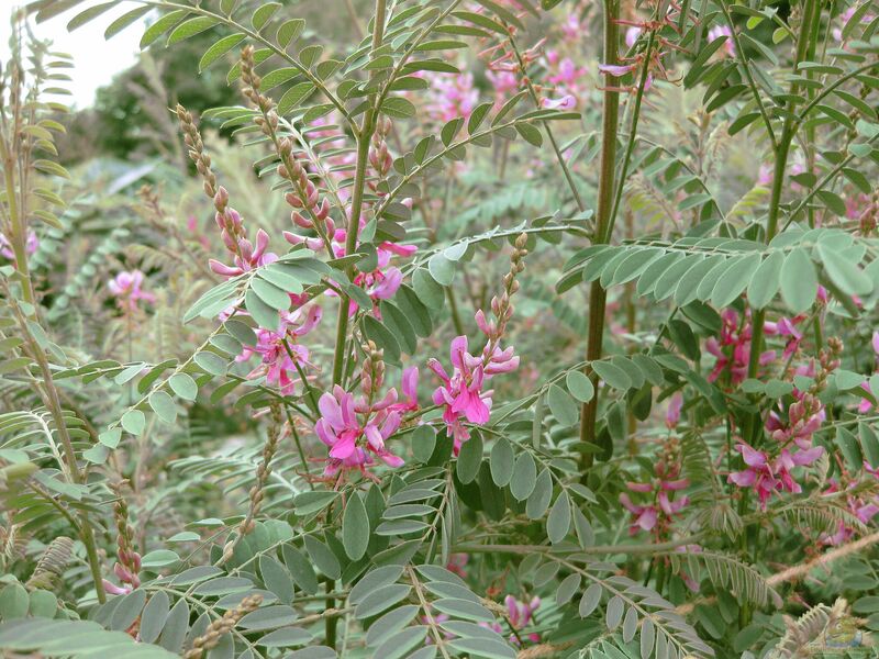 Indigofera heterantha im Garten pflanzen (Einrichtungsbeispiele mit Indigostrauch)