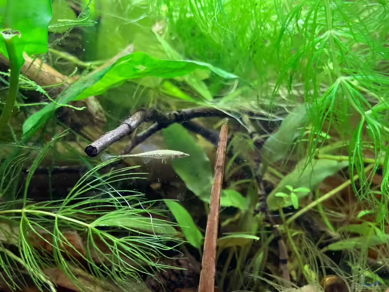 Einrichtungsbeispiele für Indostomus crocodilus (Einrichtungsbeispiele für Burmastichlinge)