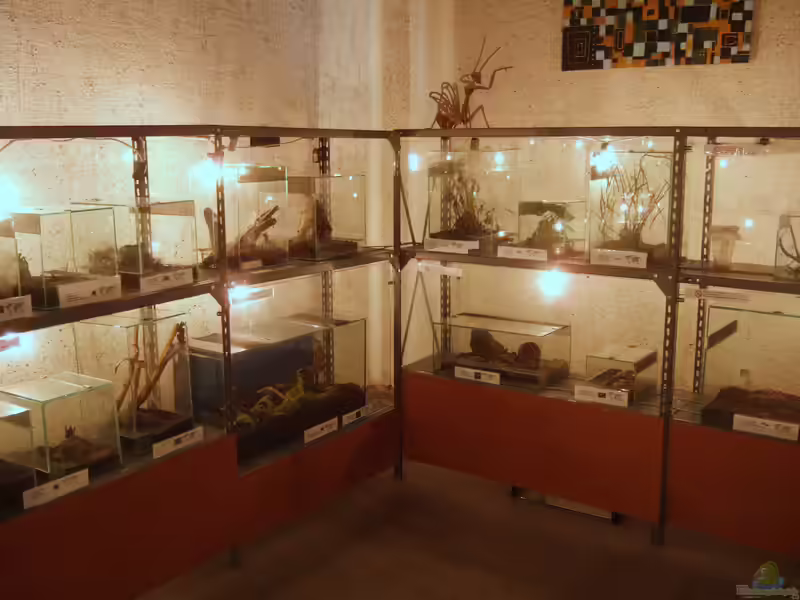 Ein Insektarium einrichten (Einrichtungsbeispiele für Insektarium)