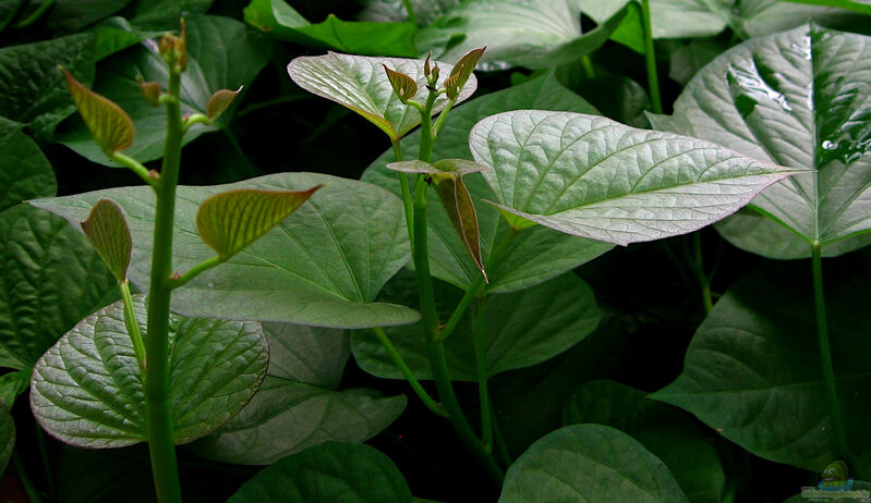 Ipomoea batatas im Garten pflanzen (Einrichtungsbeispiele mit Süßkartoffel)