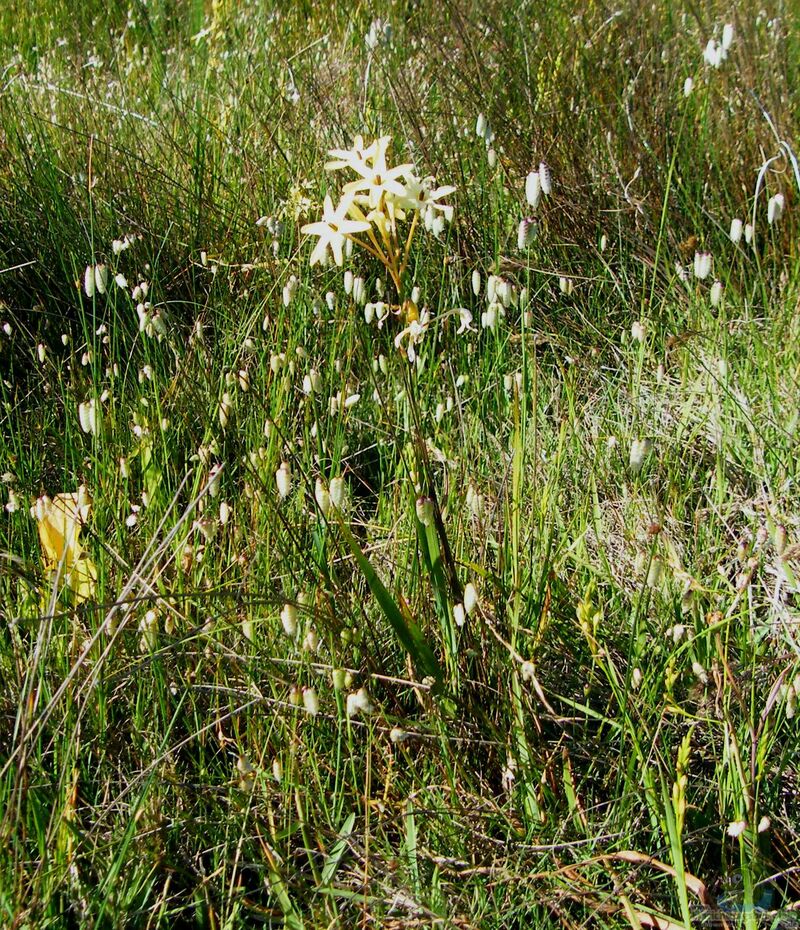 Ixia paniculata im Garten pflanzen (Einrichtungsbeispiele mit Sumpfgladiole)