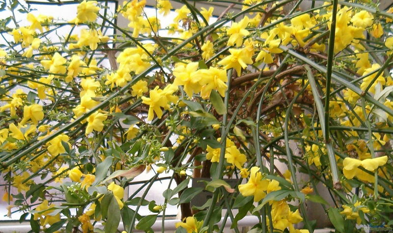 Jasminum mesnyi im Garten pflanzen (Einrichtungsbeispiele mit Primel-Jasmin)