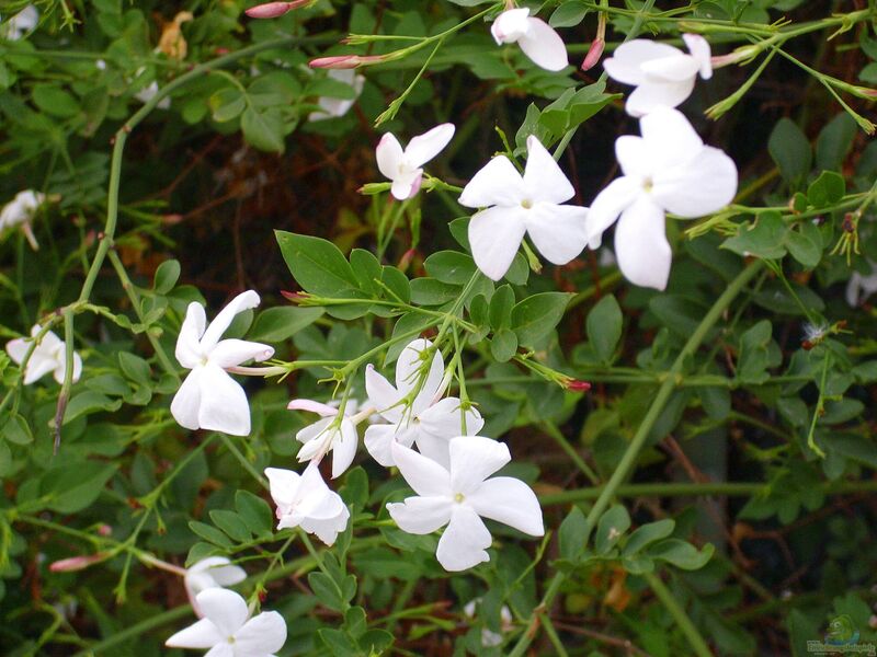 Jasminum officinale im Garten pflanzen (Einrichtungsbeispiele mit Echter Jasmin)