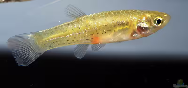 Jenynsia multidentata im Aquarium halten (Einrichtungsbeispiele für Jenynsia multidentata)