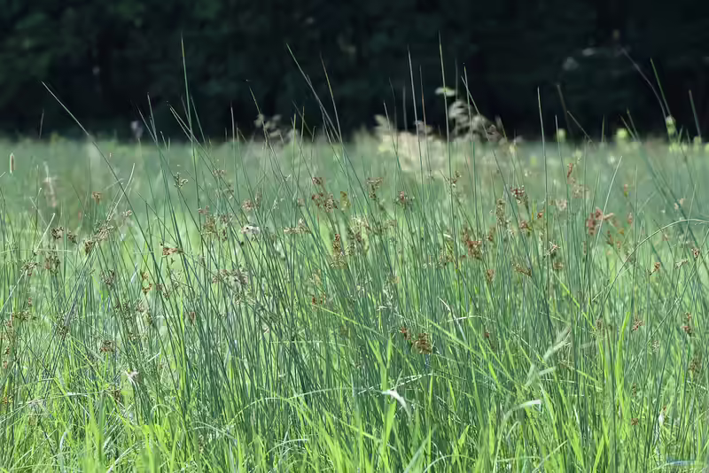 Juncus inflexus am Gartenteich (Einrichtungsbeispiele mit Blauer Teichhalm)