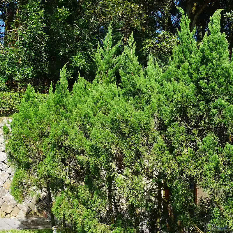 Juniperus chinensis im Garten pflanzen (Einrichtungsbeispiele mit Chinesischer Wacholder)