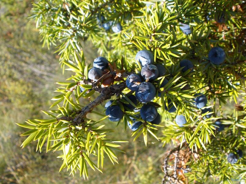 Juniperus communis im Garten pflanzen (Einrichtungsbeispiele mit Wacholder)