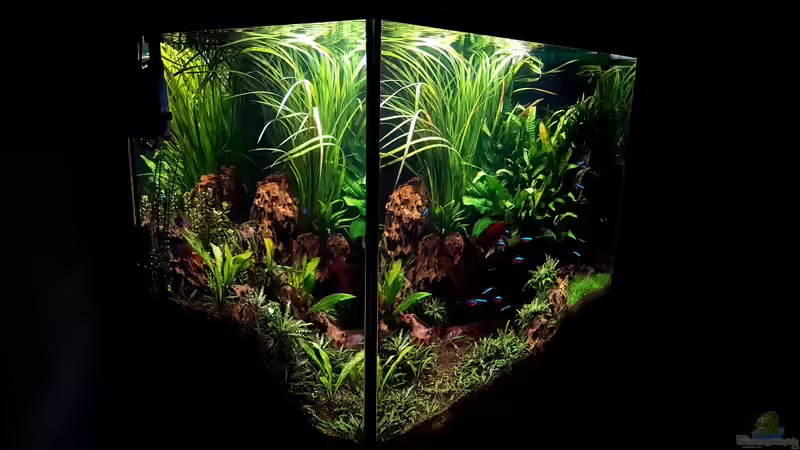 Juwel Lido Aquarium (Einrichtungsbeispiele mit Juwel Lido)