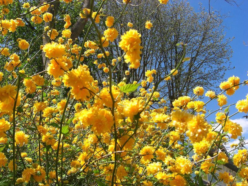 Kerria japonica im Garten pflanzen (Einrichtungsbeispiele mit Ranunkelstrauch)