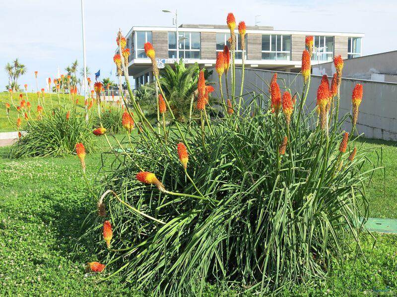 Kniphofia uvaria im Garten pflanzen (Einrichtungsbeispiele mit Schopf-Fackellilie)