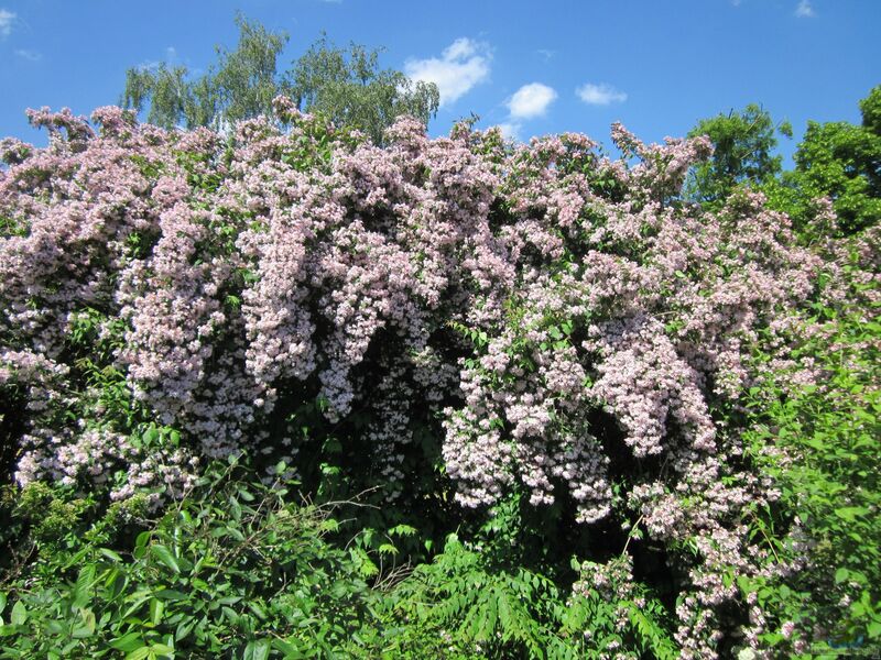 Kolkwitzia amabilis im Garten pflanzen (Einrichtungsbeispiele mit Perlmuttstrauch)