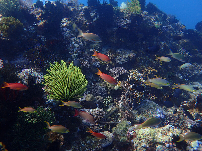 Korallendreieck - Das Biotop im Indopazifik (Informationen zum Coral Triangle)