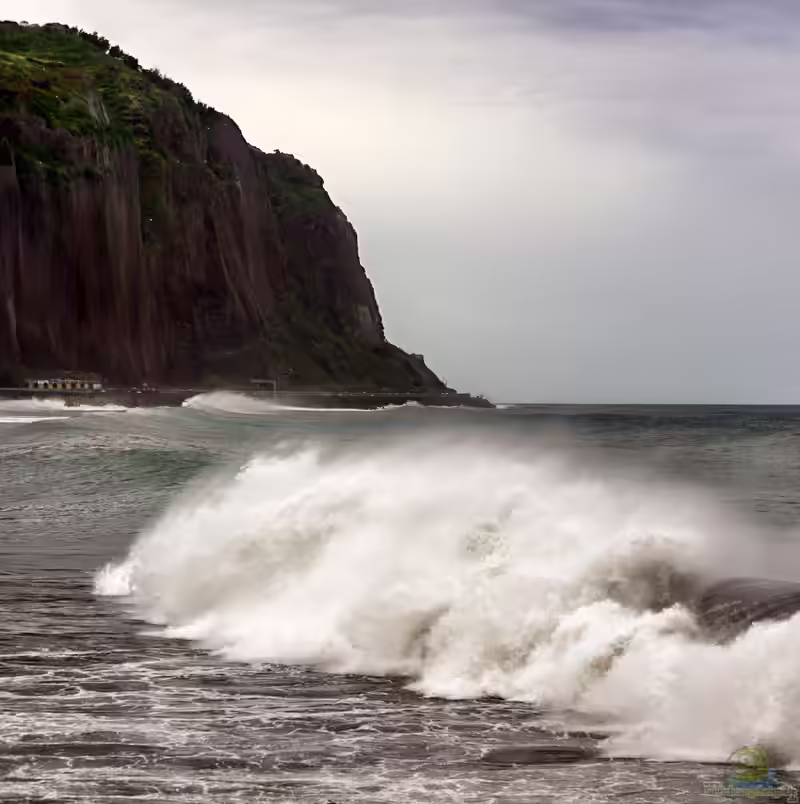 Die Insel La Réunion (Einrichtungsbeispiele mit Tieren von La Réunion)