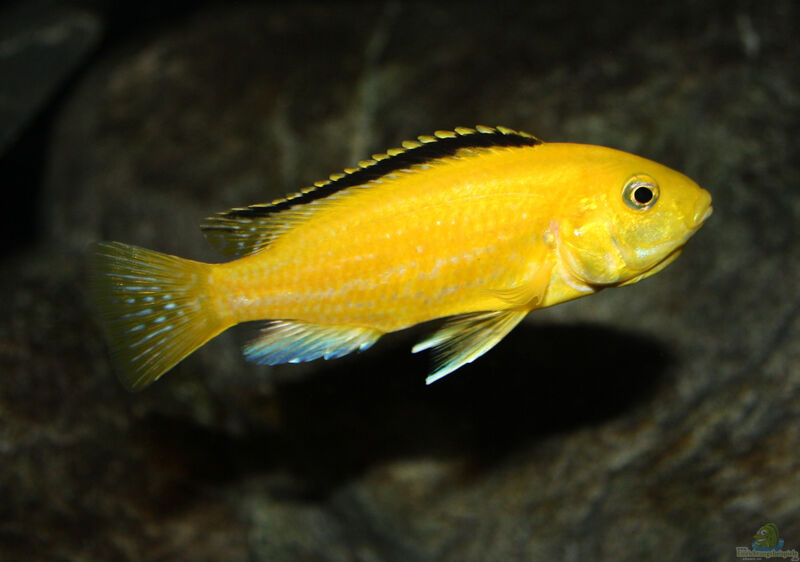 Labidochromis-Arten im Aquarium halten (Einrichtungsbeispiele für Labidochromis-Arten)