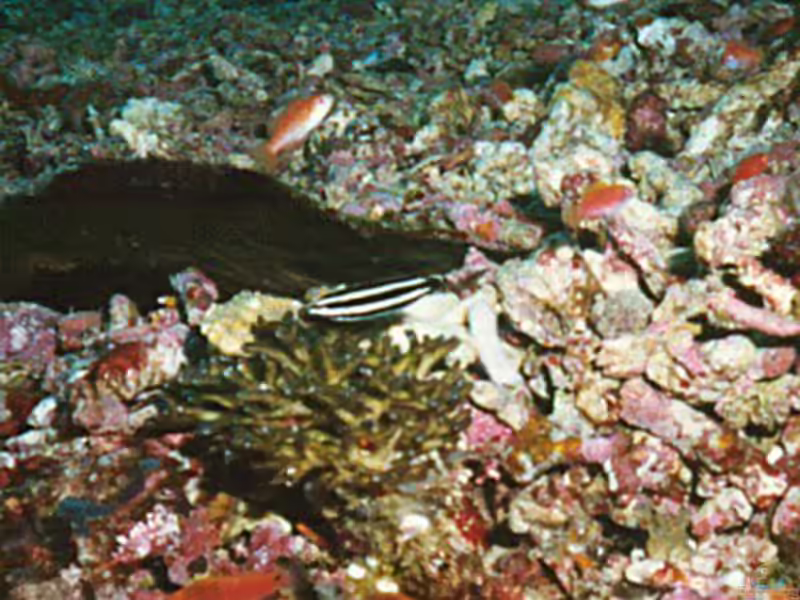 Labropsis manabei im Aquarium halten (Einrichtungsbeispiele für Rostfleck-Putzerlippfisch)