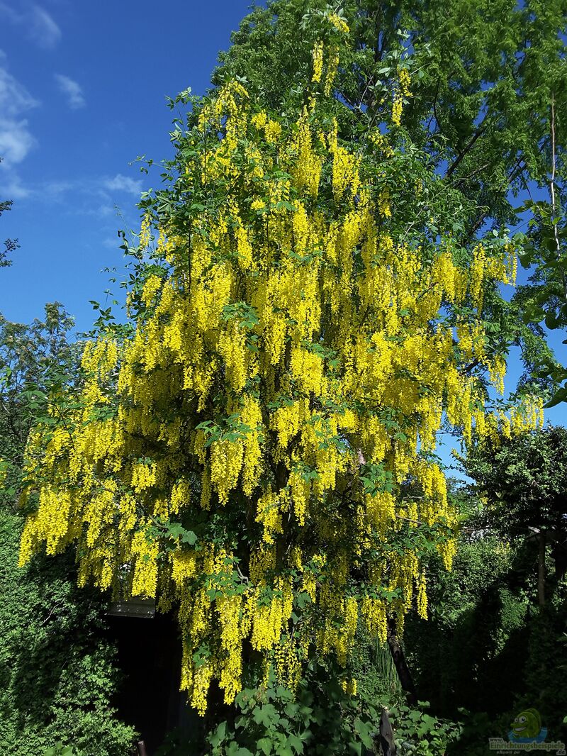 Laburnum anagyroides im Garten pflanzen (Einrichtungsbeispiele mit Gemeiner Goldregen)