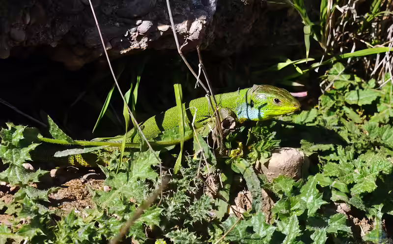 Lacerta media im Terrarium halten (Einrichtungsbeispiele für Östliche Riesen-Smaragdeidechse)