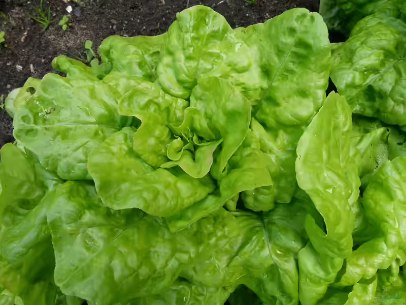 Lactuca sativa im Garten pflanzen (Einrichtungsbeispiele mit Grüner Salat)