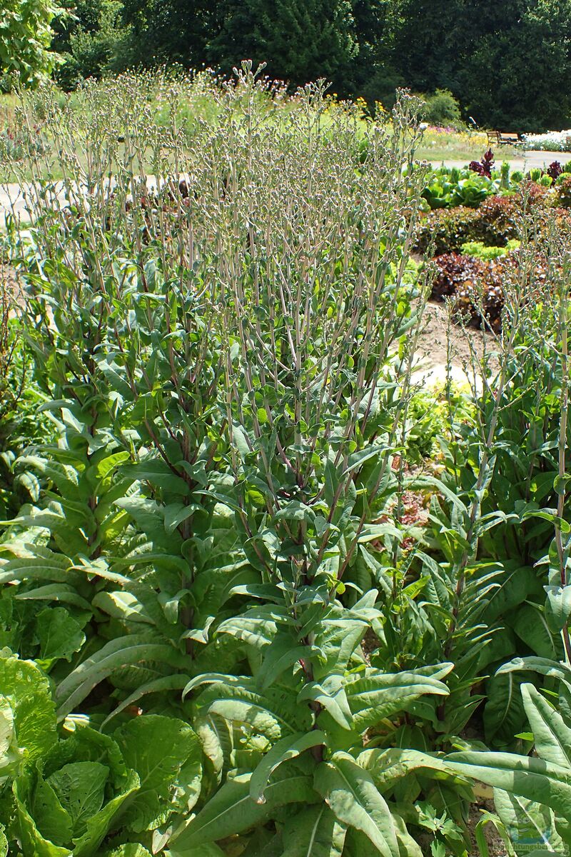 Lactuca sativa var. angustana im Garten pflanzen (Einrichtungsbeispiele mit Spargelsalat)