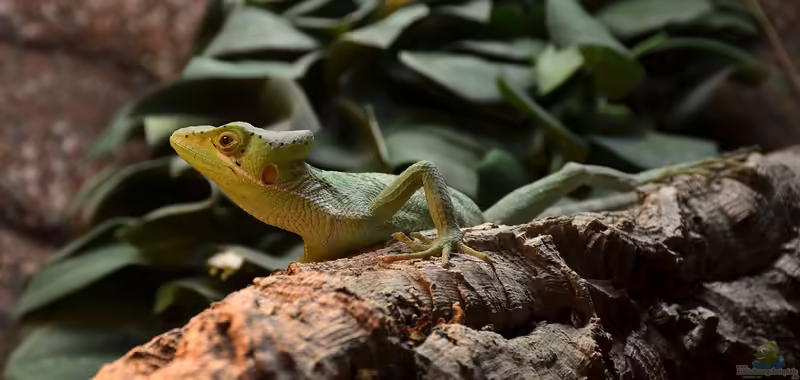 Laemanctus longipes im Terrarium halten (Einrichtungsbeispiele für Langbeiniger Kronenbasilisk)