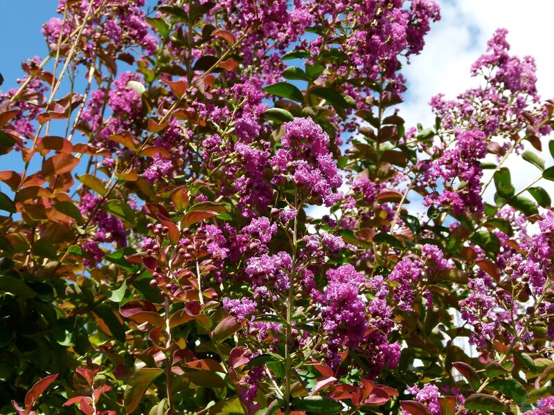 Lagerstroemia indica im Garten pflanzen (Einrichtungsbeispiele mit Chinesische Lagerströmie)