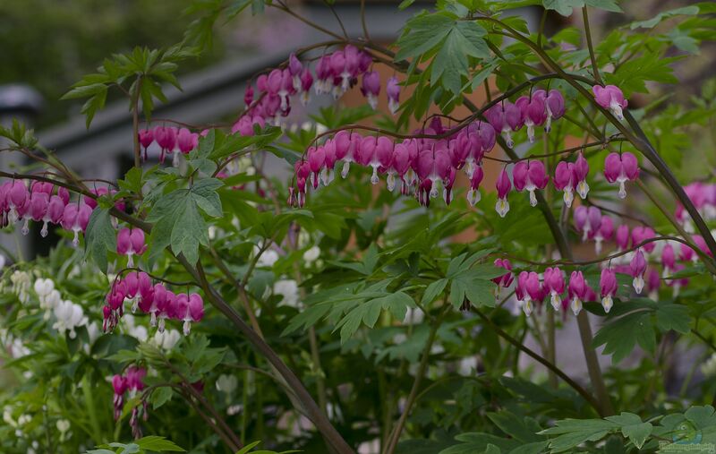 Lamprocapnos spectabilis im Garten pflanzen (Einrichtungsbeispiele mit Tränendes Herz)