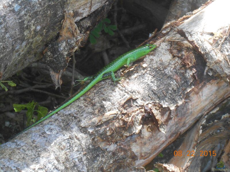 Lamprolepis smaragdina im Terrarium halten (Einrichtungsbeispiele mit Smaragdskinks)