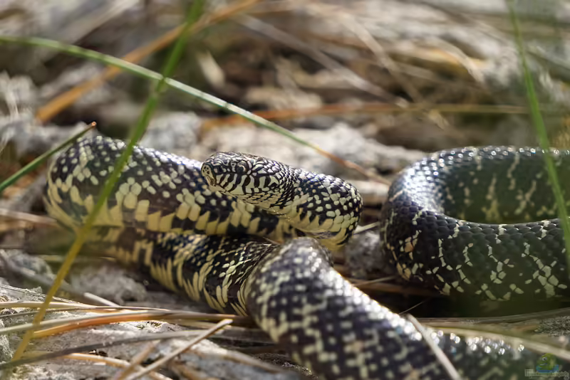 Lampropeltis getula floridana im Terrarium halten (Einrichtungsbeispiele für Florida-Königsnatter)