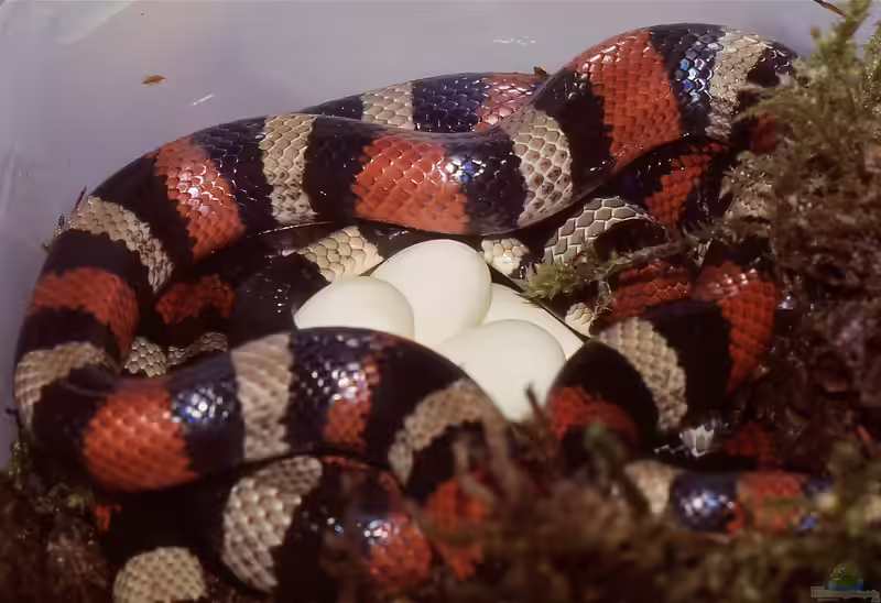 Lampropeltis triangulum campbelli im Terrarium halten (Einrichtungsbeispiele für Puebla-Dreiecksnatter)