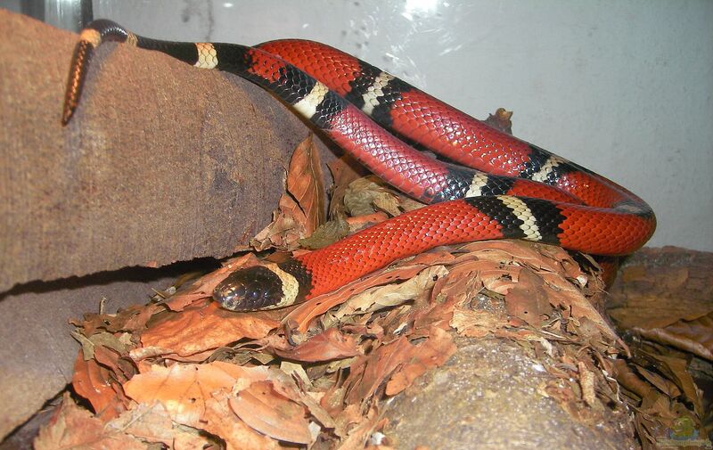 Lampropeltis triangulum sinaloae im Terrarium halten (Sinaloa-Dreiecksnatter)